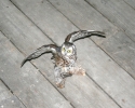 owls-010