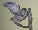 pygmy-owl-002