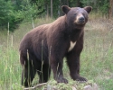 life-size-bear-062