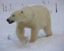 polar-bear-3-010